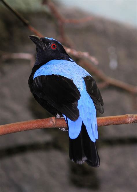 7 Bluebirds Found in India - The Worlds Rarest Birds