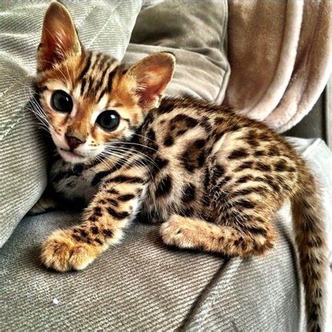 Snow Leopard Bengal Kittens & Cats for Sale