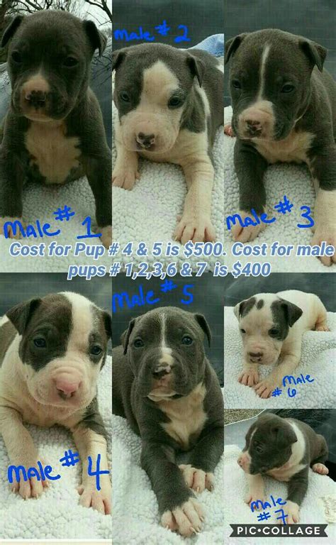 Blue pitbull pups American Pitbull Terrier Puppy, Pitbull Pups, Pitbull ...