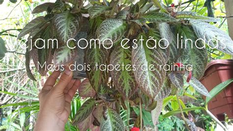 CONHEÇAM essas duas espécies da planta tapete de rainha YouTube