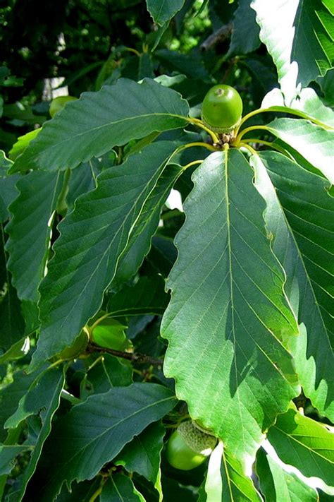 Buy Swamp Chestnut Oak Tree Quercus Michauxii Free Shipping