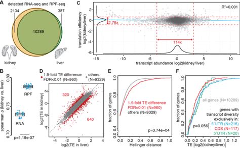 Contribution Of Translation Efficiency To Tissue Specific Protein