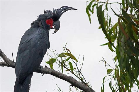 Tropical far north queensland birding tour - Bellbird Tours