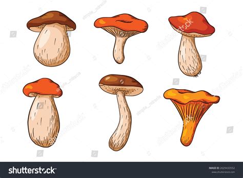 Forest Mushroom Set Collection Of Hand Drawn Edible Mushrooms White Mushroom Russula Boletus