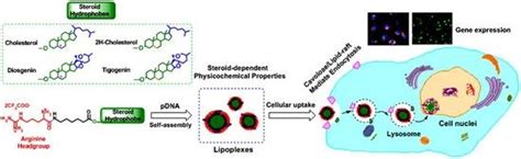 IJMS Free Full Text Skeleton Controlled PDNA Delivery Of Renewable