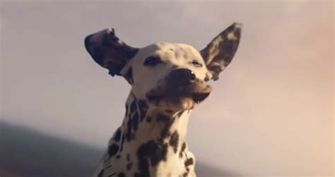 Budweiser Super Bowl Commercial 2019: This Dog is ‘Blowin’ in the Wind’ (Video) | 2019 Super ...