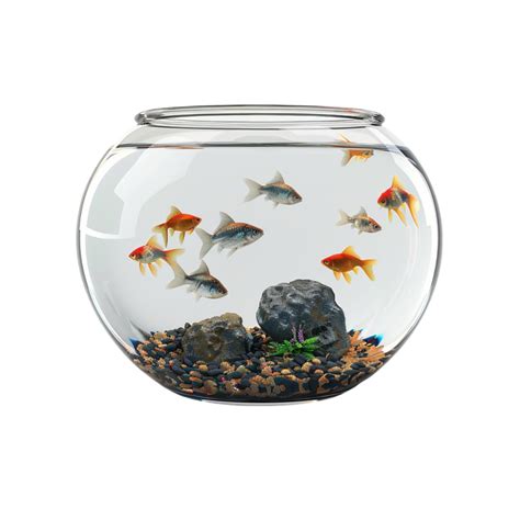 Fish Bowl Aquarium Isolated on Transparent Background Generative-AI ...