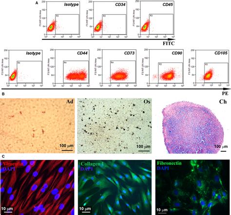 Characterization Of Human Msc And Dermal Fibroblasts A Expression Of