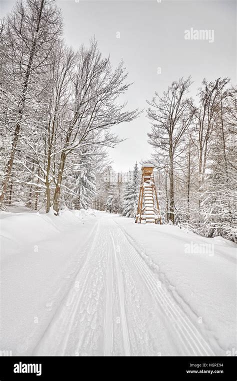 Hunting Pulpit Used For Deer Spotting In Winter Forest Cross Country