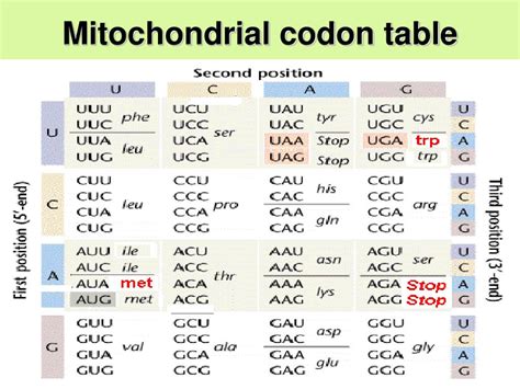 Ppt Human Genetics Powerpoint Presentation Free Download Id750076