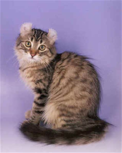 American Curl Cat Info, Personality, Grooming, Kittens, Diet, Pictures