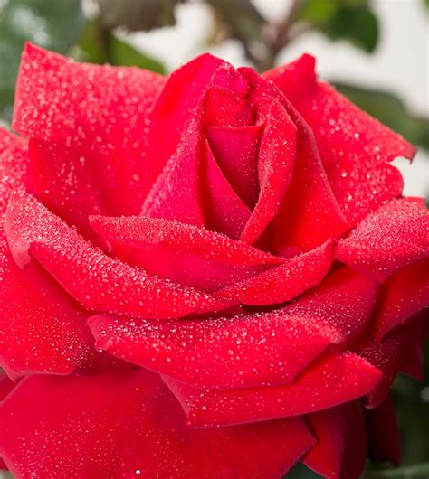 Rose Grande Amore ® - Rosa Grande Amore ® günstig kaufen