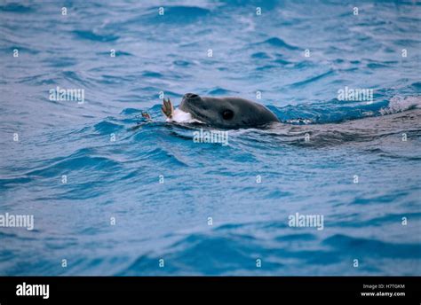 Leopard Seal (Hydrurga leptonyx) swimming with penguin prey in mouth, Antarctica Stock Photo - Alamy