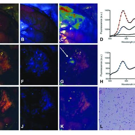 Common Fluorophores In Clinical Use The Chemical Formulas And The Download Scientific