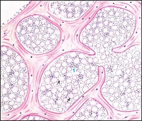 Cancellous Bone Diagram