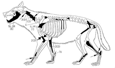 Wolf Anatomy Diagram