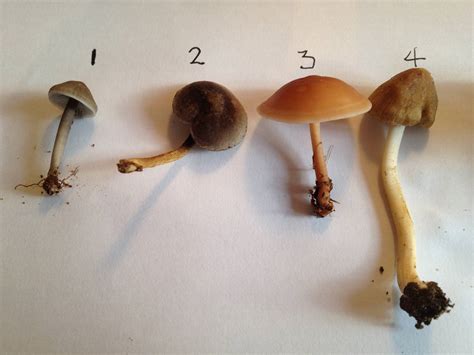 Mushroom Identification Panaeolus Subbalteatus P Cinctulus