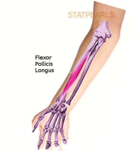 Flexor Pollicis Longus Origin And Insertion