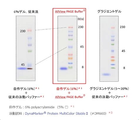 SDS PAGE 製品情報 BDL株式会社バイオダイナミクス研究所