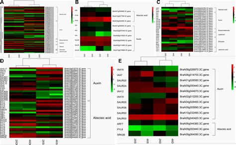 Frontiers Comparative Transcriptome Analysis Provides Insights Into