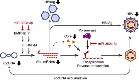 Possible Mechanisms Of The Activity Of Mir C P Against Hbv