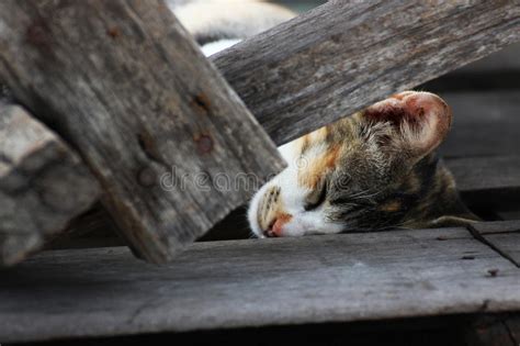 Gato De Gato Atigrado Lindo Que Duerme En Los Tablones De Madera Imagen