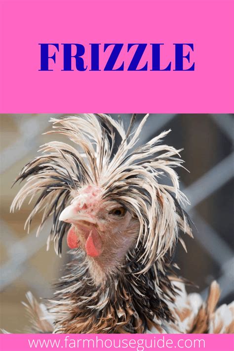 15 Breeds Of Chicken With Crazy Hair Farmhouse Guide