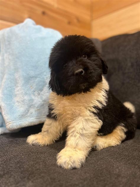 Landseer Newfie PUppies | America's Pet Registry