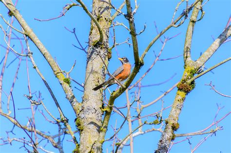 Burung Burung Di Pohon Hewan Foto Gratis Di Pixabay Pixabay