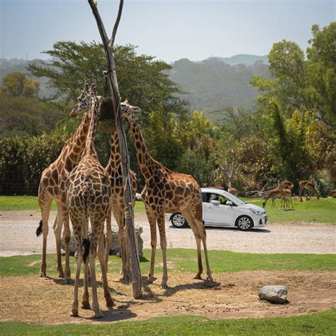 Africam Safari on Twitter Cuántas aventuras puedes vivir en un día