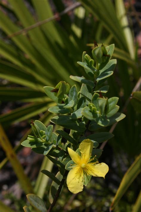 Native Florida Wildflowers Edison S St John S Wort Hypericum