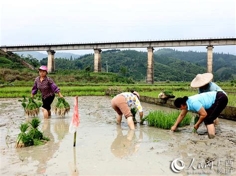 广西三江：初夏时节田间农事忙凤凰网资讯凤凰网