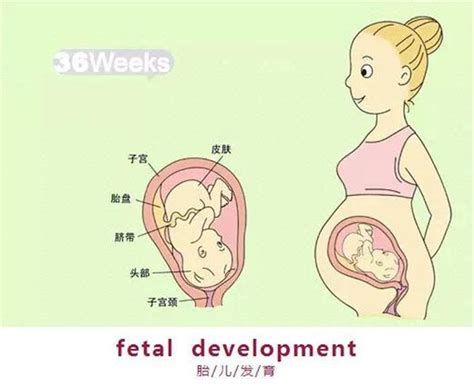 9个月胎儿是以什么样的姿势呆在肚子里的？怀孕9个月要注意什么 知乎