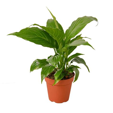 Reviews For Spathiphyllum Peace Lily Spathiphyllum Wallisii Plant