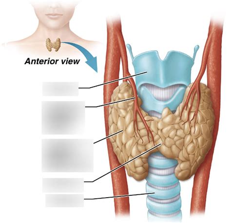 Exam 2 Thyroid Gland Diagram Diagram Quizlet