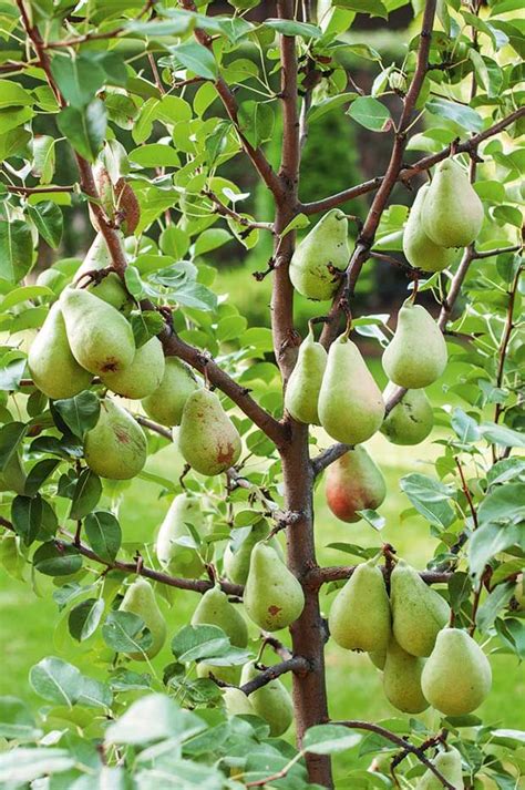 8 Tricks To Successful Pear Growing In 2023 Fruit Plants Growing