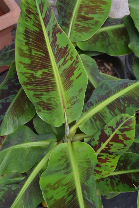 Banana Plant Musa Acuminata ‘dwarf Cavendish Spicegarden