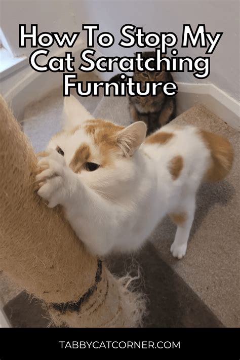 How To Stop Your Cat From Scratching Furniture