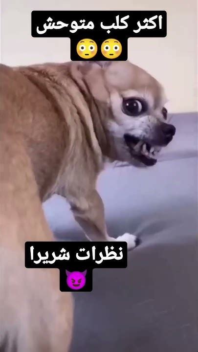 انت اللي جبته لحالك 🤣🤣🤣 Youtube