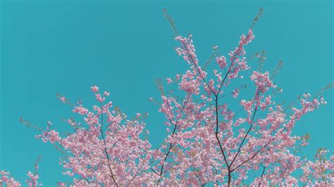 pink flowered tree in spring 6
