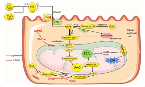 Lipid Metabolism In Renal Tubules And The Regulation Mechanism In