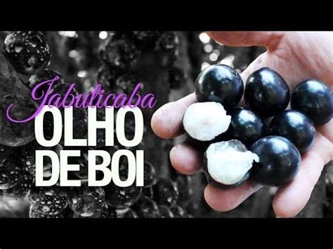 Jabuticaba Olho De Boi Ou Jabuticaba Gigante Fruit Blueberry Food