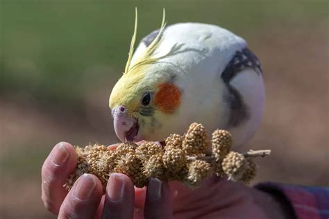 Cockatiel Lifespan Guide (In Captivity, The Wild, and More ...