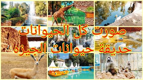 يوم كامل في حديقة حيوان الجيزه Giza Zoo صورتلكم كل حاجه كأنكم فيها