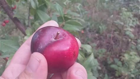 Диплоидные поздние сорта слив Руби Кранч (Ruby Crunch) и Оутем Гло ...