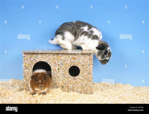 Lapin Nain Et Cochon D Inde Cavia Aperea Porcellus F Oryctolagus