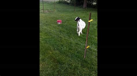 Goat Testing Electric Fence Youtube