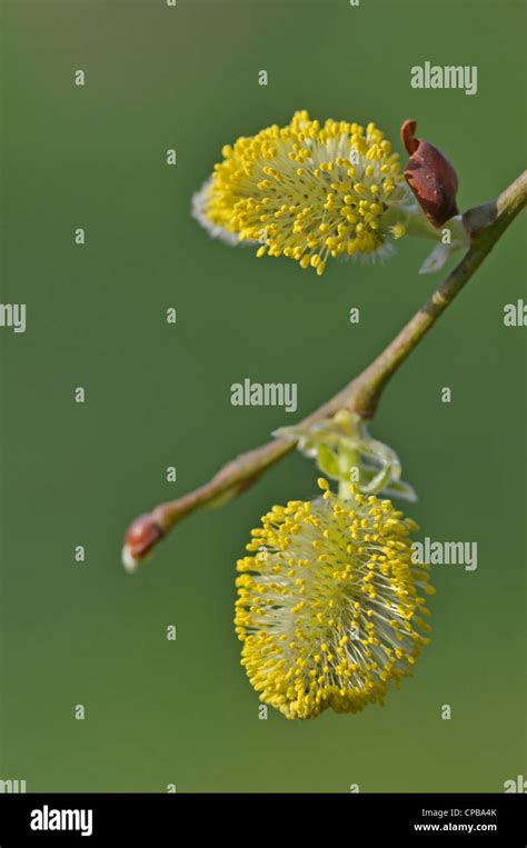Goat Willow Salix Caprea Pussy Willow Catkins Also Called Sallow Stock Photo Alamy
