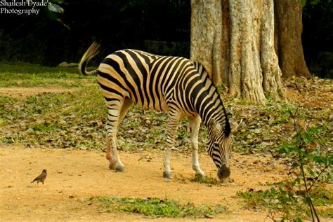 Mysore Zoo Animals..!!