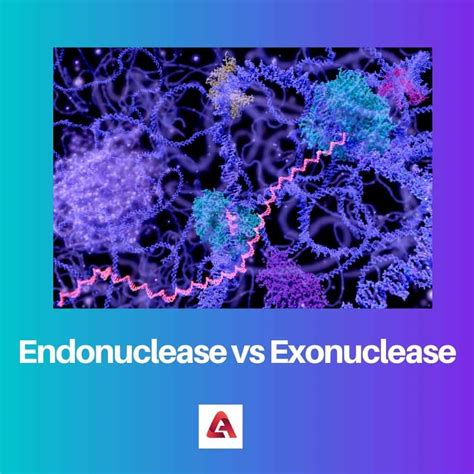 Endonuclease Vs Exonuclease Difference And Comparison